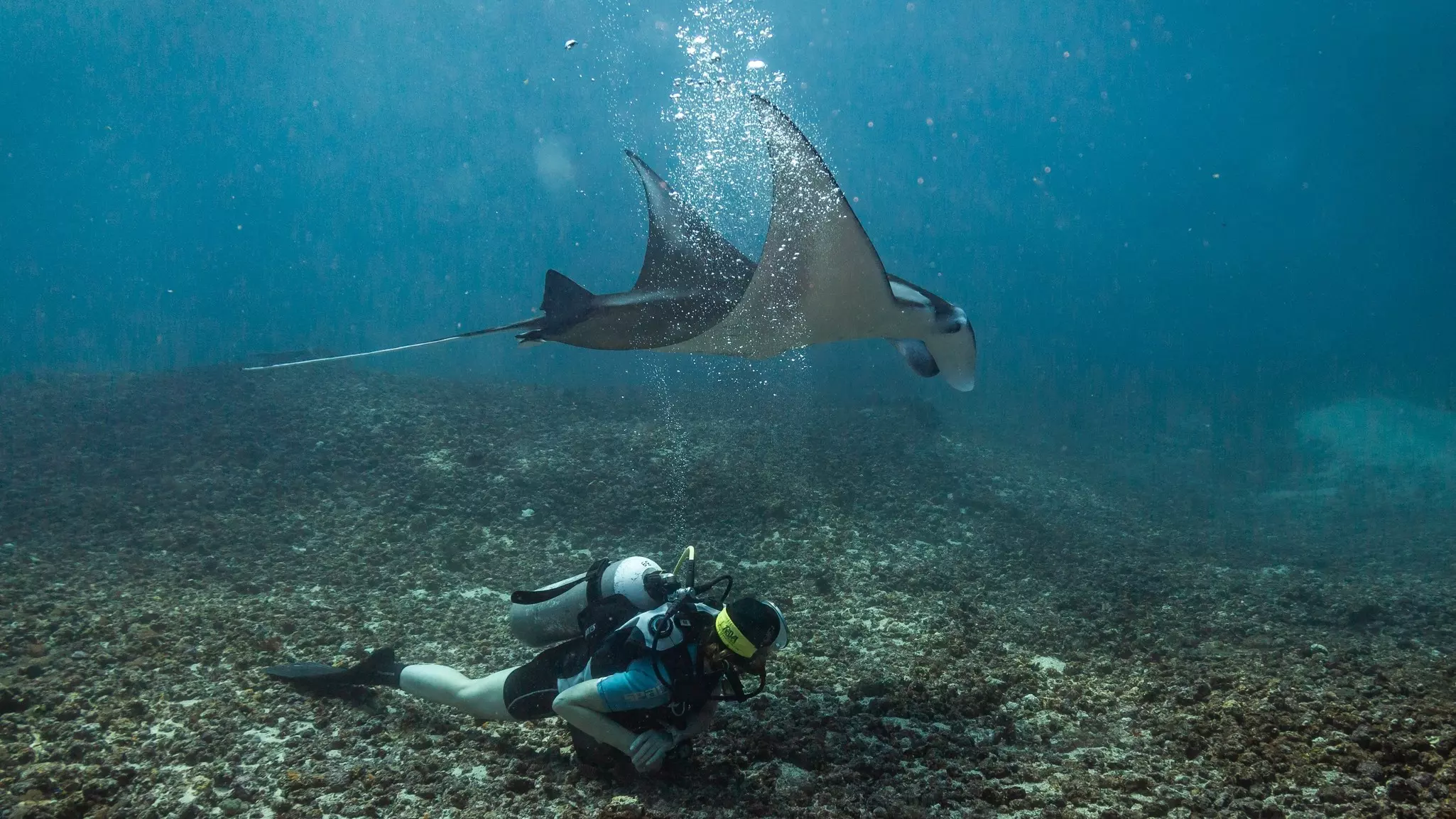 Manta ray and diver in Komodo National Park, Indonesia.