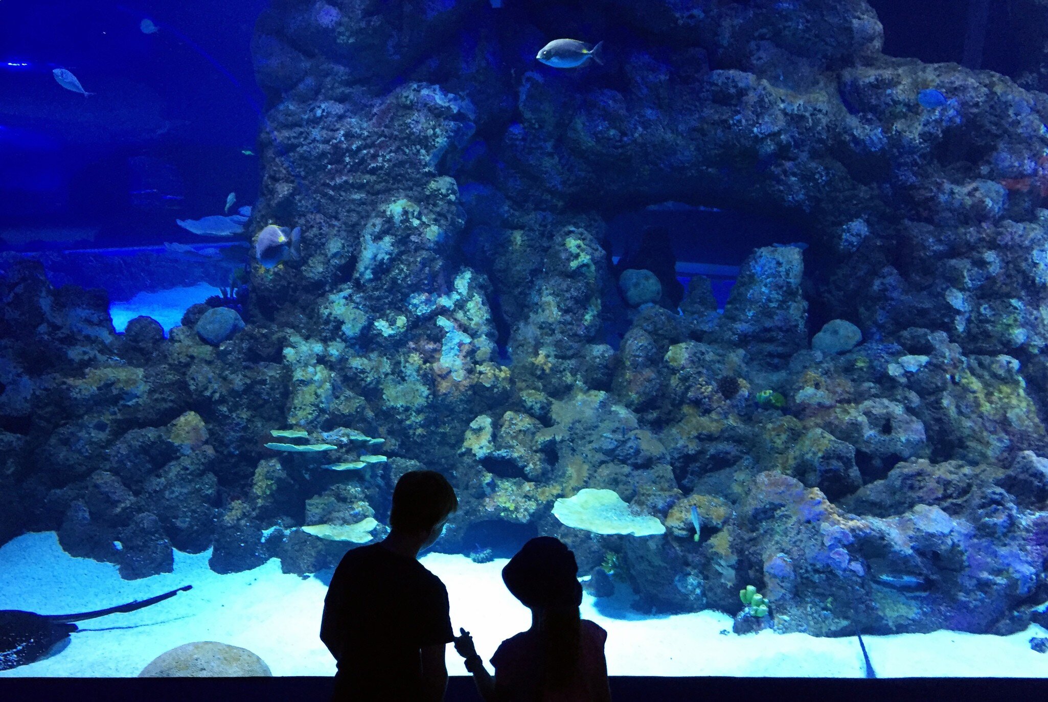 Silhouette of two children looking at fish in the Cairns Aquarium in Queensland, Australia.
