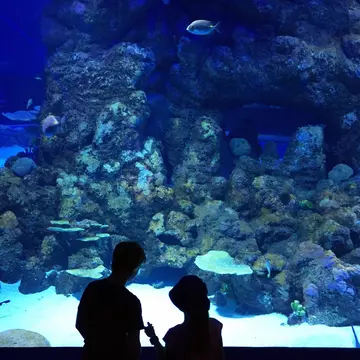 Silhouette of two children looking at fish in the Cairns Aquarium in Queensland, Australia.