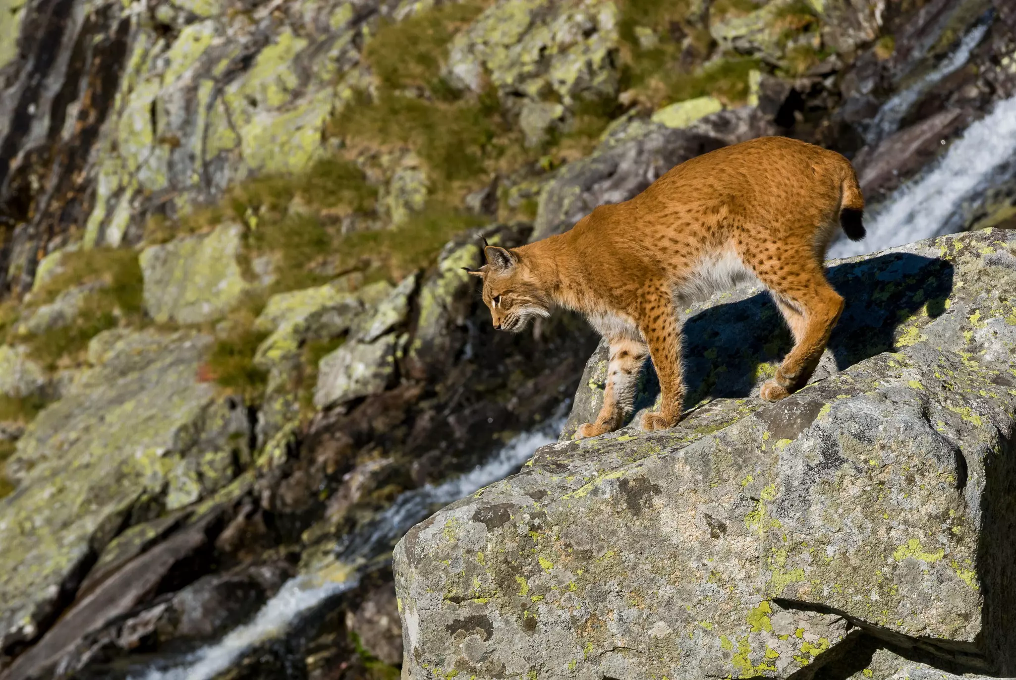 A lynx climbs down rocks on a craggy mountain slope.