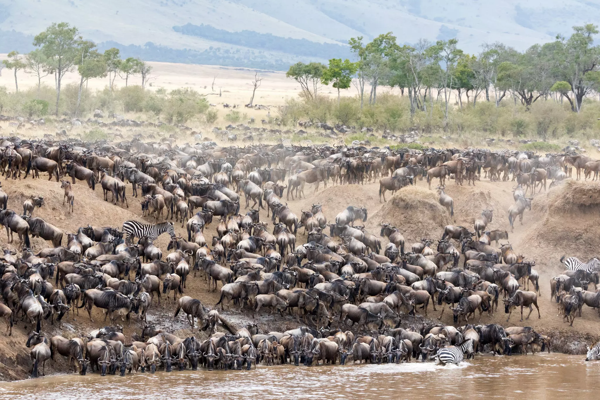 Thousands of wildebeest and a few zebra on the banks of a wide river.