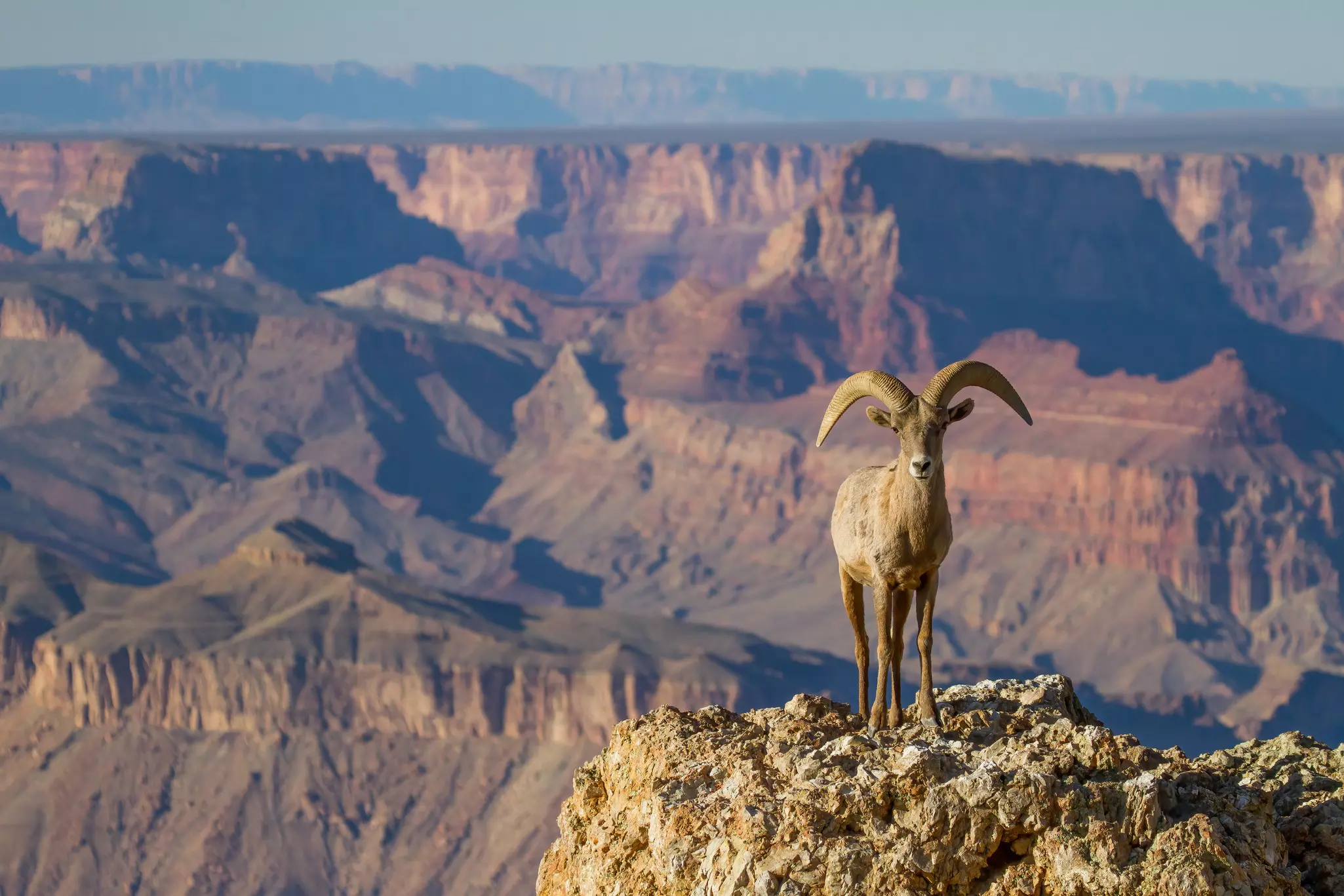 Big horn sheep on a rocky outcropping with an extensive red-rock canyon in the distance on a sunny day.