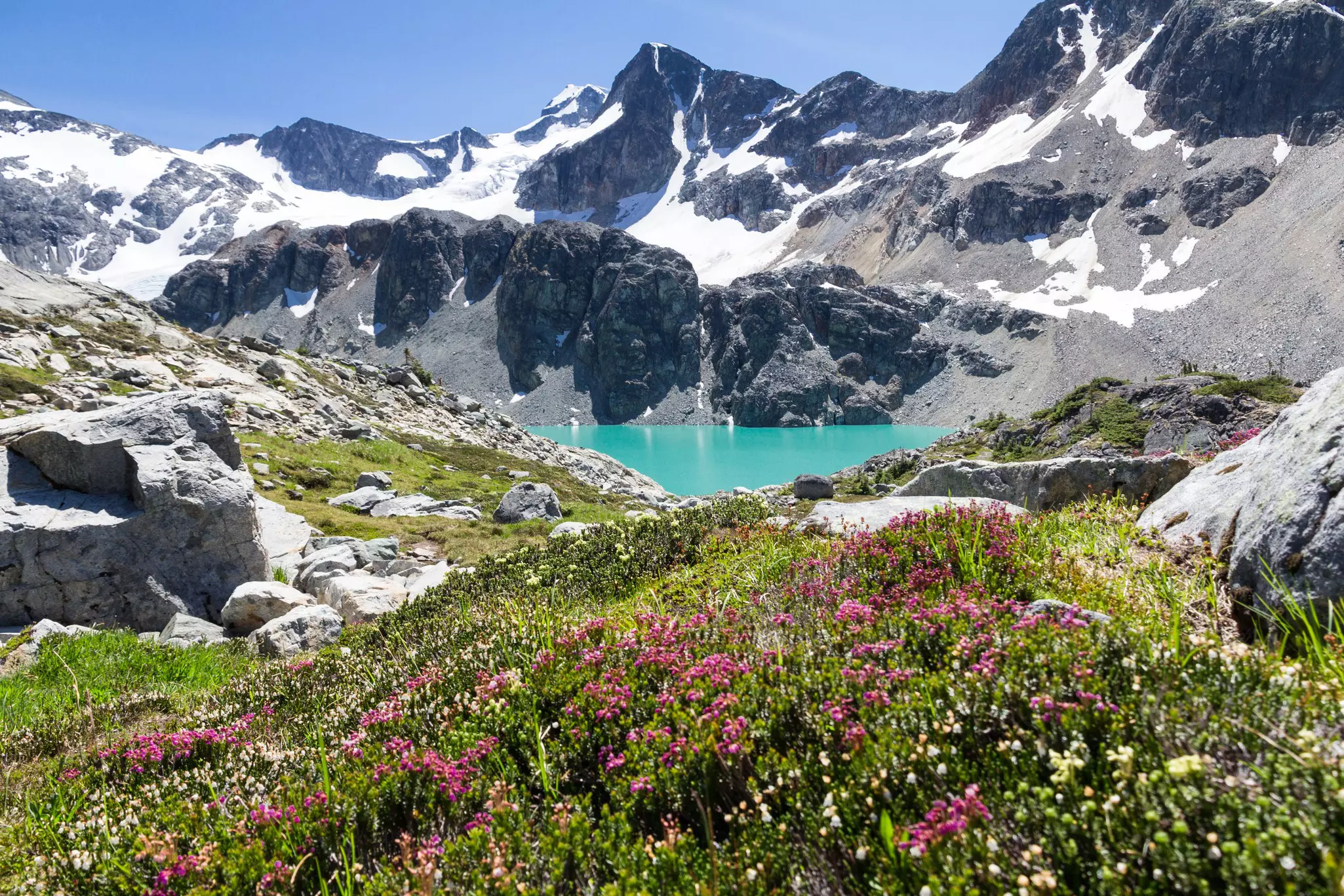 A turquoise lake at the base of a rocky, snowcapped mountain; blooming flowers are in the foreground.