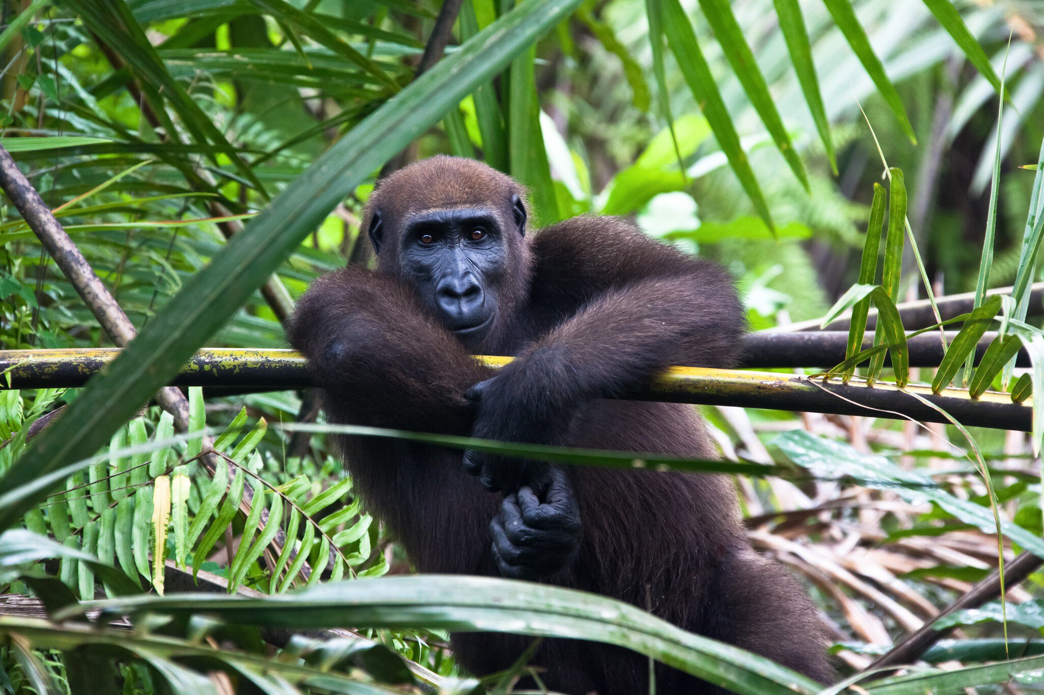 Western lowland gorilla sitting in a palmtree