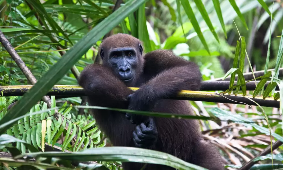 Young western lowland gorilla resting its arms on a pole amid rainforest leaves and palm fronds in Gabon