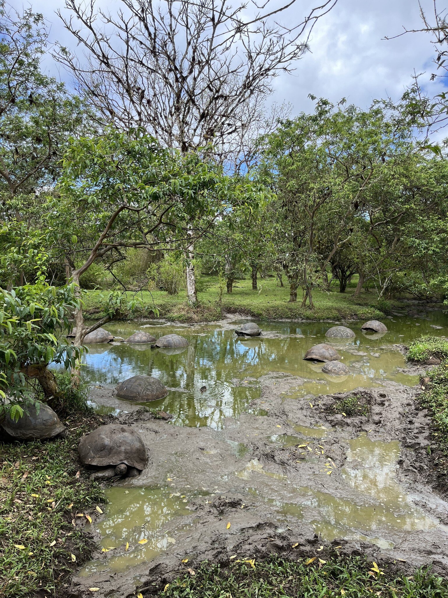 Tortoises resting in a pond at turtle sanctuary Rancho Primicias, Santa Cruz, Galapagos, Ecuador.