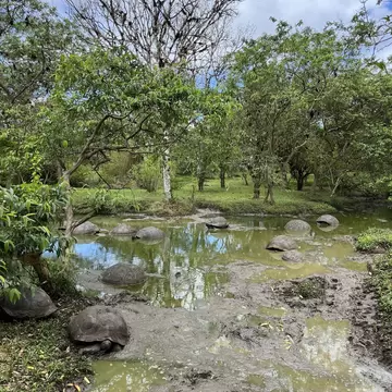 Tortoises resting in a pond at turtle sanctuary Rancho Primicias, Santa Cruz, Galapagos, Ecuador.