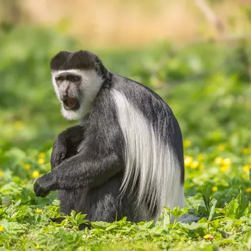 Mantled guereza also know as the black-and-white colobus monkey
