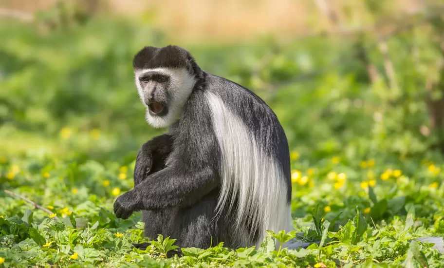 Black-and-white colobus monkey with long white mantle sitting among green plants and yellow flowers