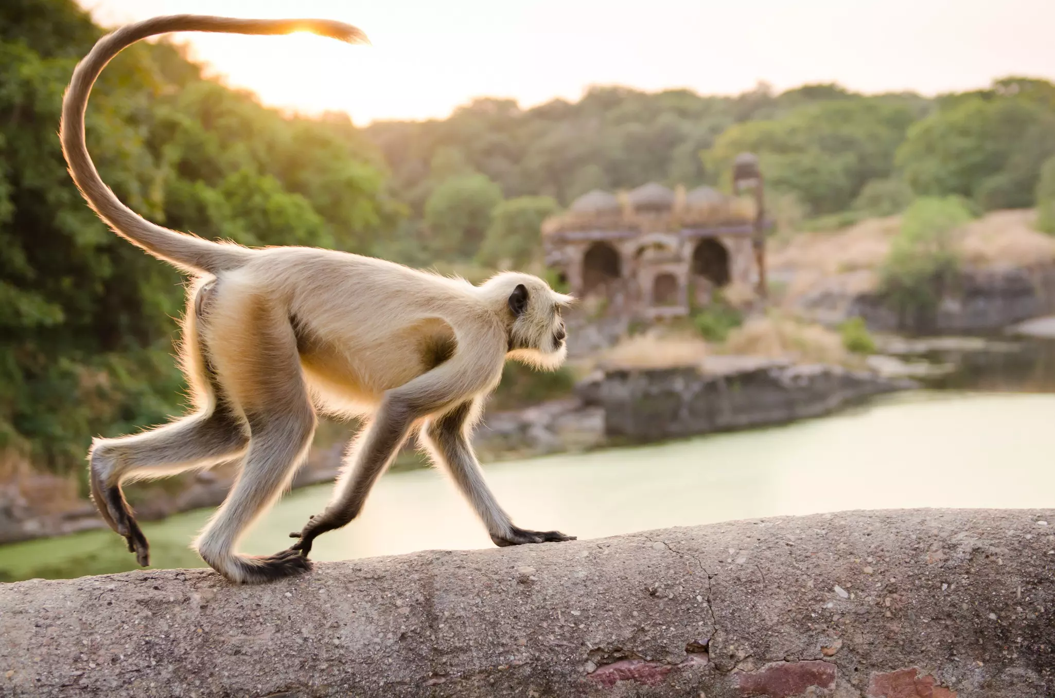 A pale gray monkey wanders along a wall in front of the ruins of a riverside fortress surrounded by jungle.