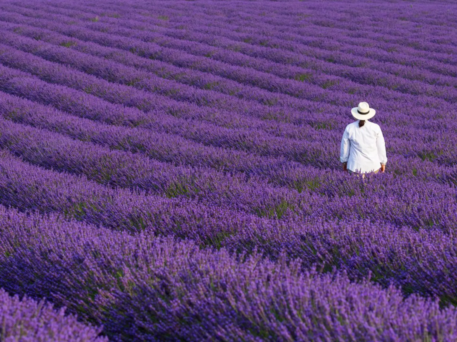 Lavender field in Valensole Plateau of the Alps in Haute Provence, France. Greens and Blues / Shutterstock