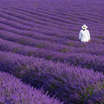 Lavender field in Valensole Plateau of the Alps in Haute Provence, France. Greens and Blues / Shutterstock