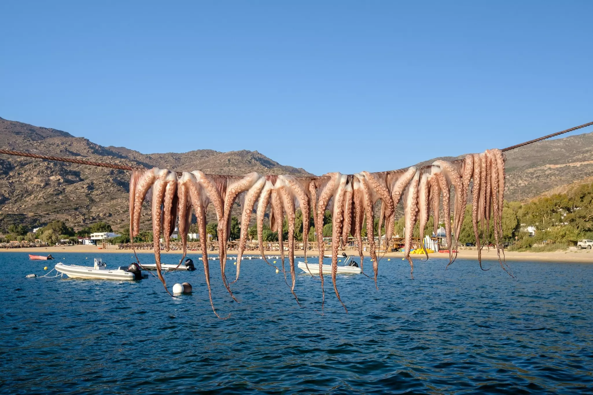 Octupus hanging outdoors to dry in Ios cyclades Greece