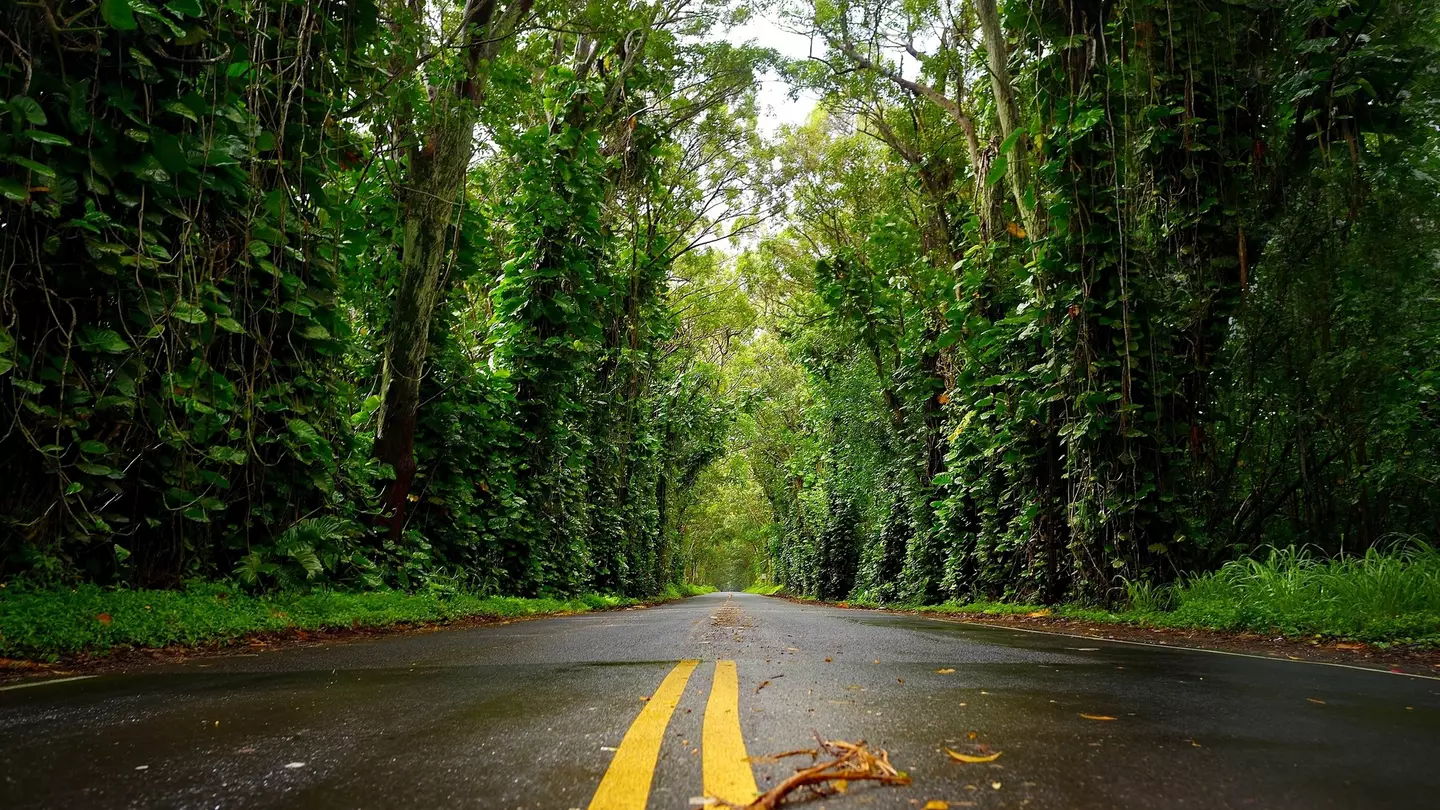 Eucalyptus tree tunnel near Koloa Town on Kauai, Hawaii