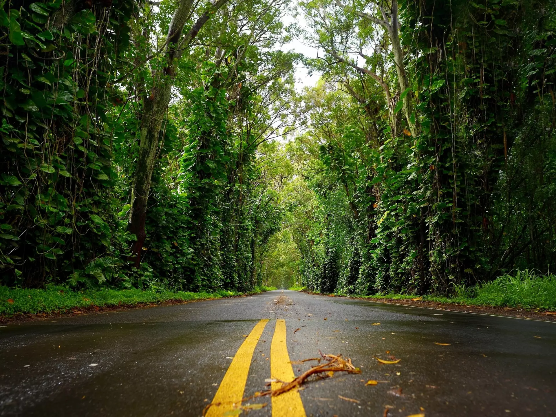 Eucalyptus tree tunnel near Koloa Town on Kauai, Hawaii
