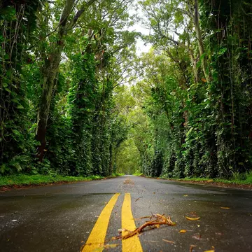 Eucalyptus tree tunnel near Koloa Town on Kauai, Hawaii