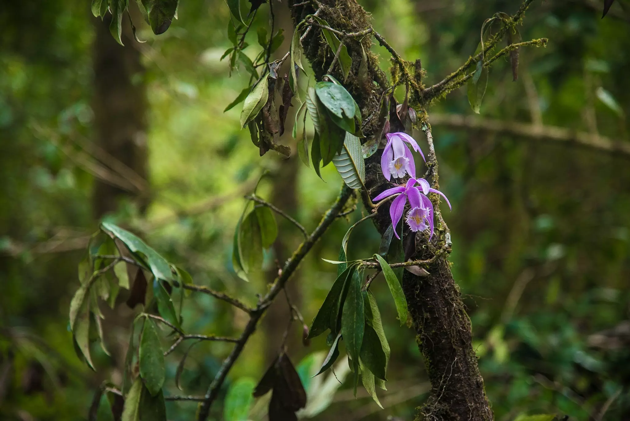 A purple orchid grows on a lush, moss-covered tree in Sikkim, India.