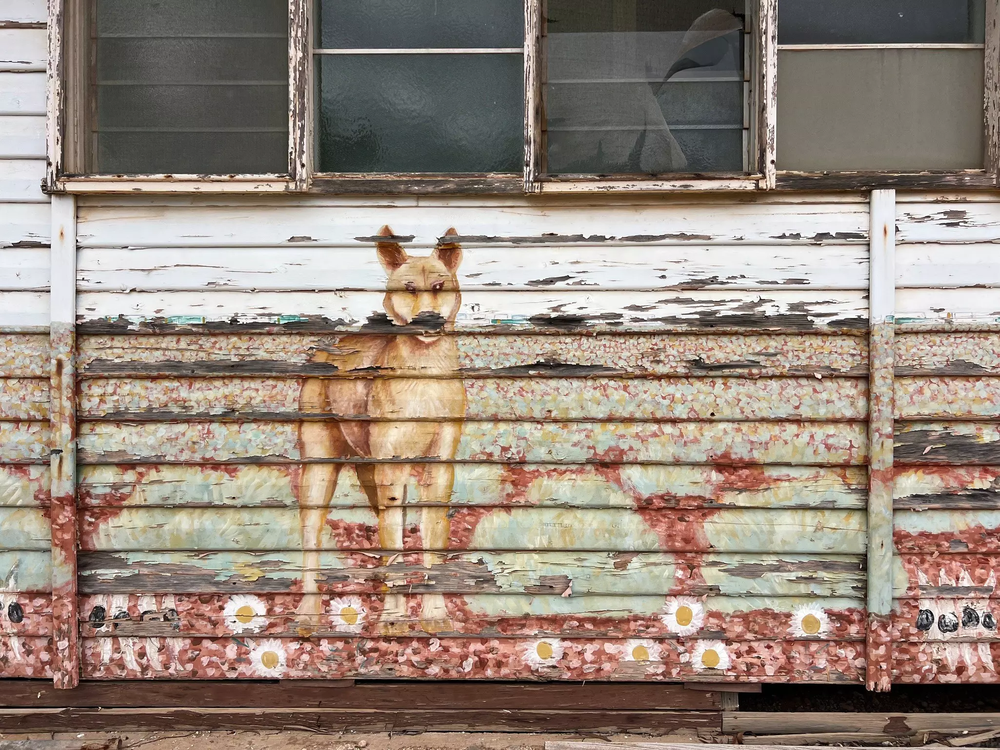 Picture of a dingo painted on the side of the former school in The Indian Pacific Train stops in the ghost town of Cook, South Australia