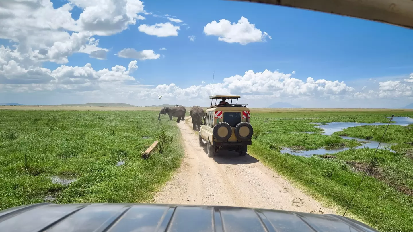 Safari trucks pause on a a dirt track through grassland to watch a small herd of elephants who are blocking the road.