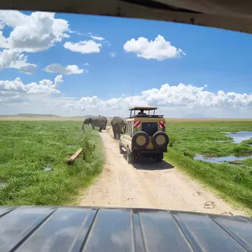 Safari trucks pause on a a dirt track through grassland to watch a small herd of elephants who are blocking the road.