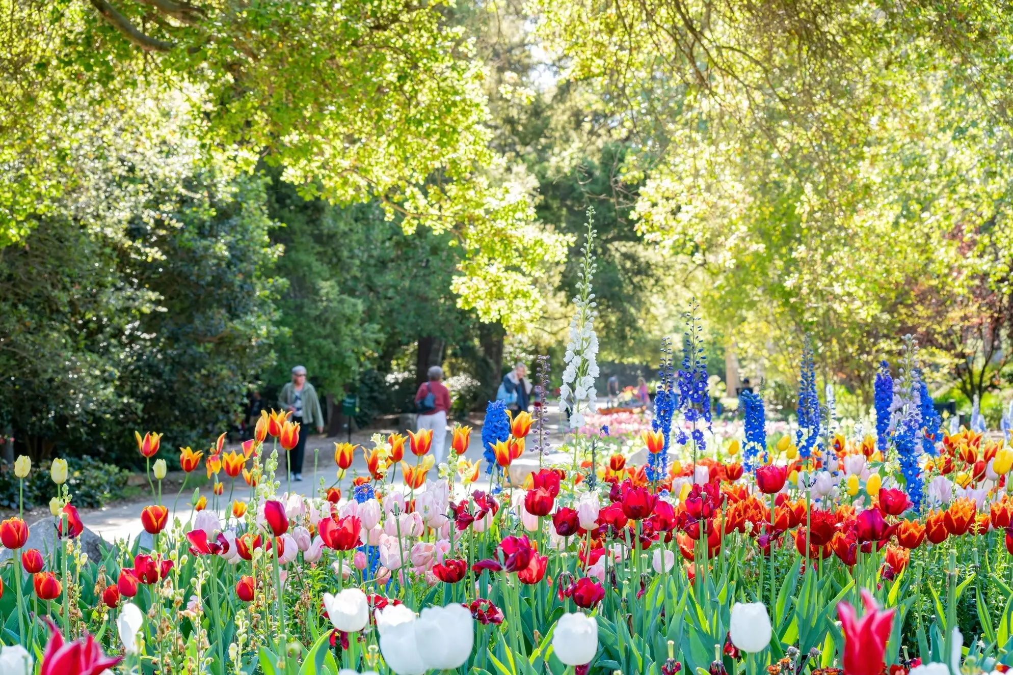 Flower beds packed with tulips blooming in bright colors.