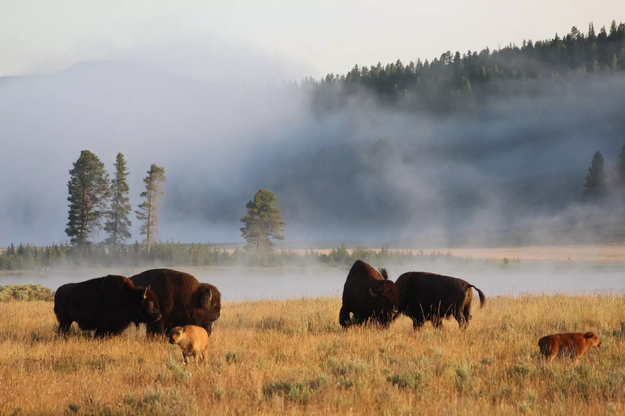 A herd of bison in Wyoming