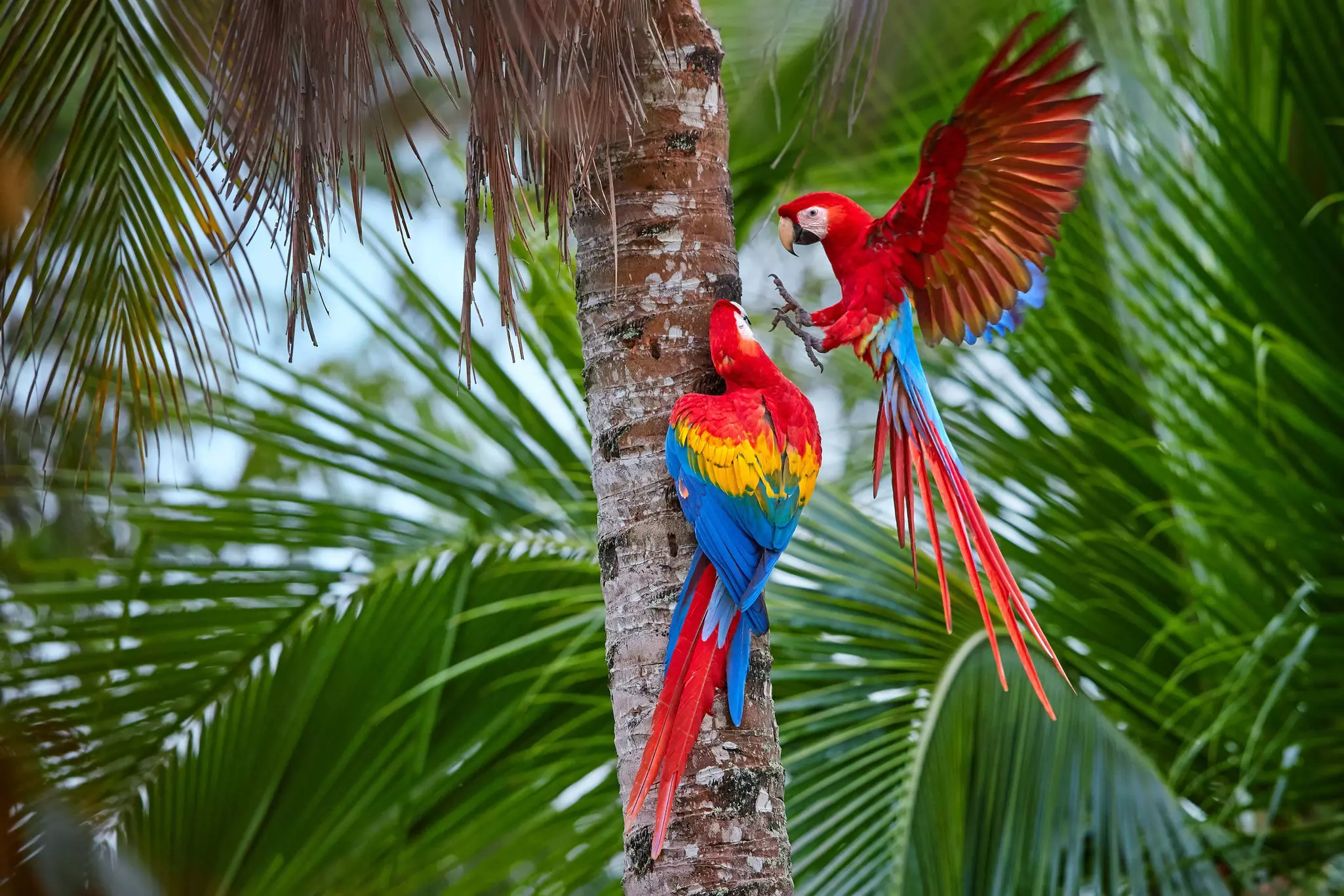 Kids will be thrilled by the wildlife they can spot in the Peruvian Amazon © Martin Mecnarowski / Shutterstock