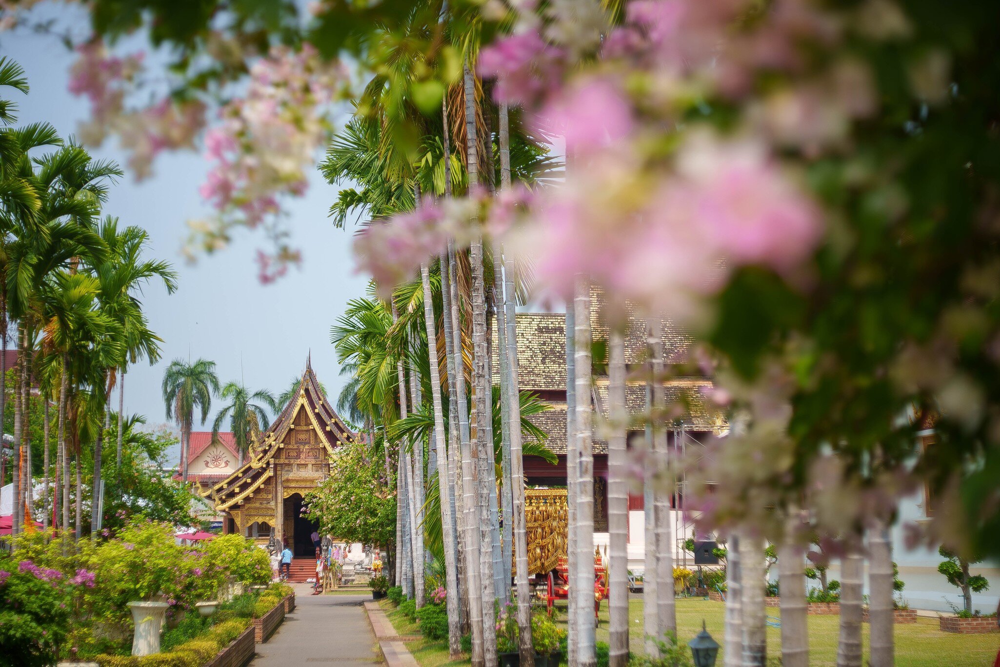 the harmonious blend of natural beauty and cultural heritage at Wat Phra Singh, framed by the soft pastel hues of Bougainvillea blooms, License Type: media, Download Time: 2025-08-29T17:18:16.000Z, User: Sarahstocking, Editorial: false, purchase_order: 65050 - Digital Destinations and Articles, job: Digital, client: Best things to do in Chiang Mai, other: Sarah Stocking