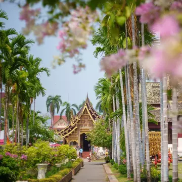 the harmonious blend of natural beauty and cultural heritage at Wat Phra Singh, framed by the soft pastel hues of Bougainvillea blooms, License Type: media, Download Time: 2025-08-29T17:18:16.000Z, User: Sarahstocking, Editorial: false, purchase_order: 65050 - Digital Destinations and Articles, job: Digital, client: Best things to do in Chiang Mai, other: Sarah Stocking