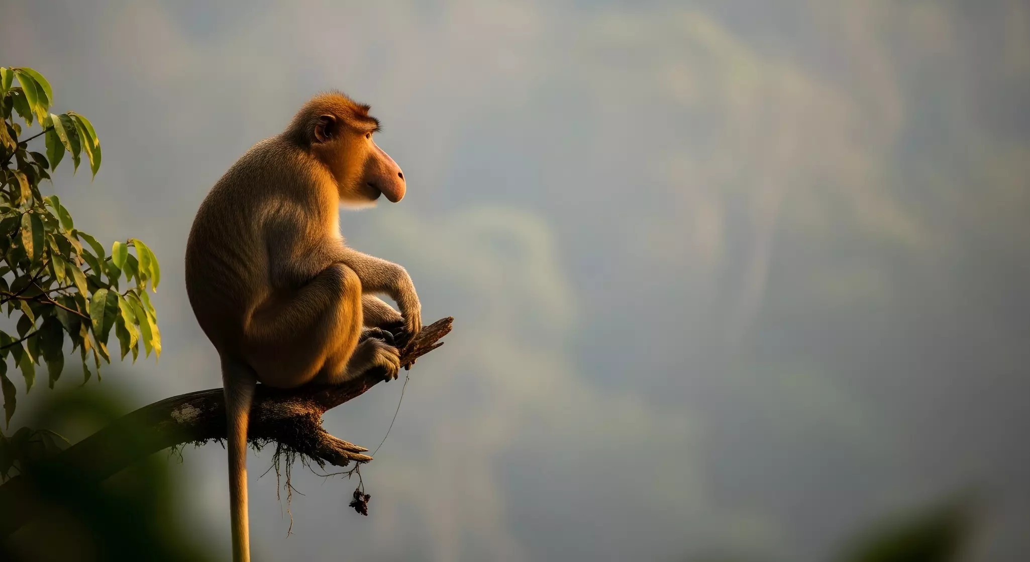 A proboscis monkey perches on a branch in a rainforest.