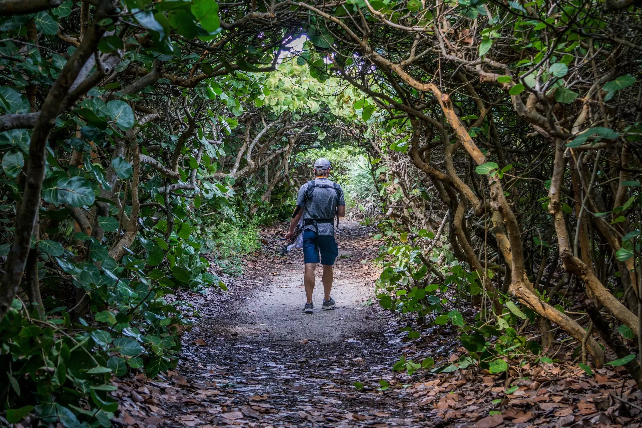 The shade of the mangroves on the hike through the Florida Trail © Gormank / Shutterstock