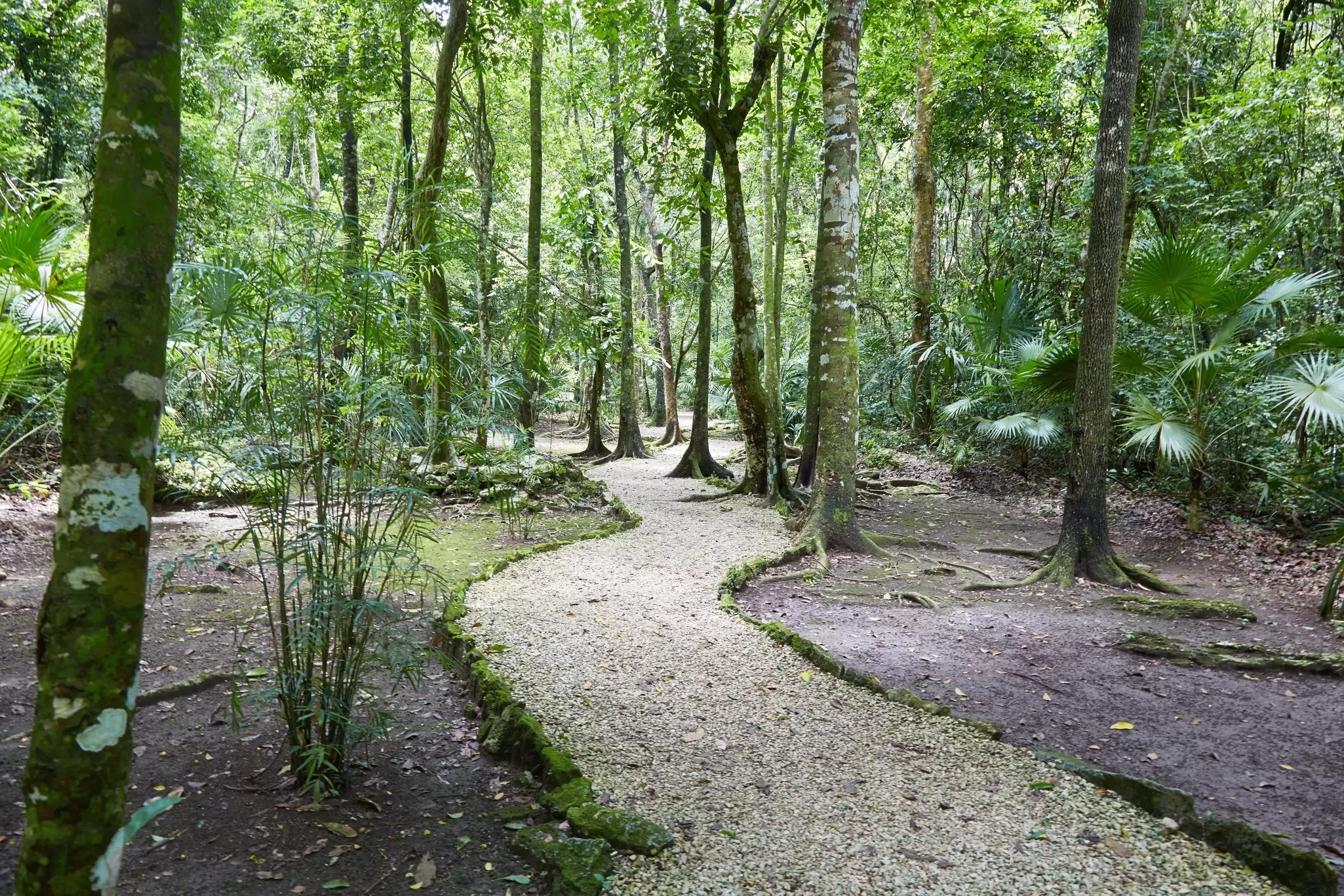 View of a path winding towards the Mayan ruins of Muyil, located inside the Sian Ka'an Biosphere Reserve in Mexico.