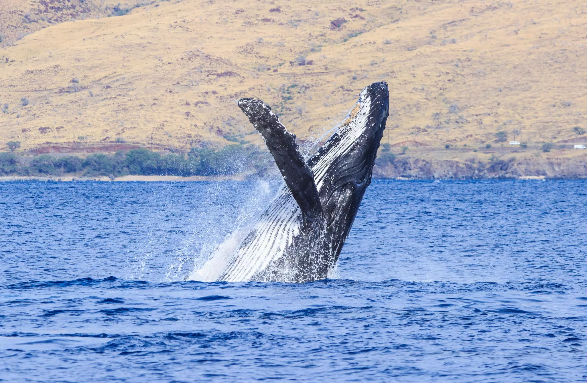 A humpback whale, with a black top and white bottom, lifts itself out the ocean near a hilly island.