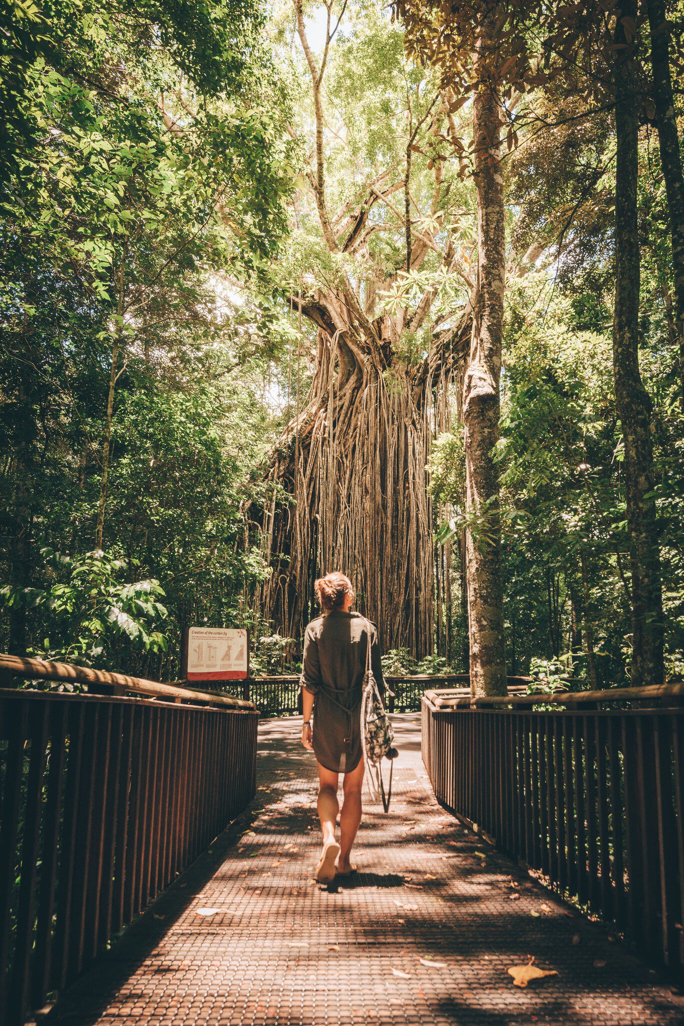 Woman walking toward the Curtain Fig Tree near Yungaburra in the Atherton Tablelands, Australia.