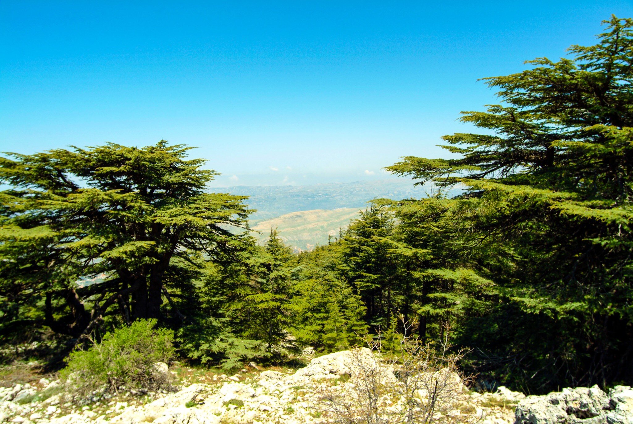 Cedars of Lebanon (Cedrus Libani) growing at 6,000 feet in the Shouf (or Chouf) Biosphere Reserve on Jabal Barouk.