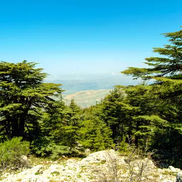 Cedars of Lebanon (Cedrus Libani) growing at 6,000 feet in the Shouf (or Chouf) Biosphere Reserve on Jabal Barouk.