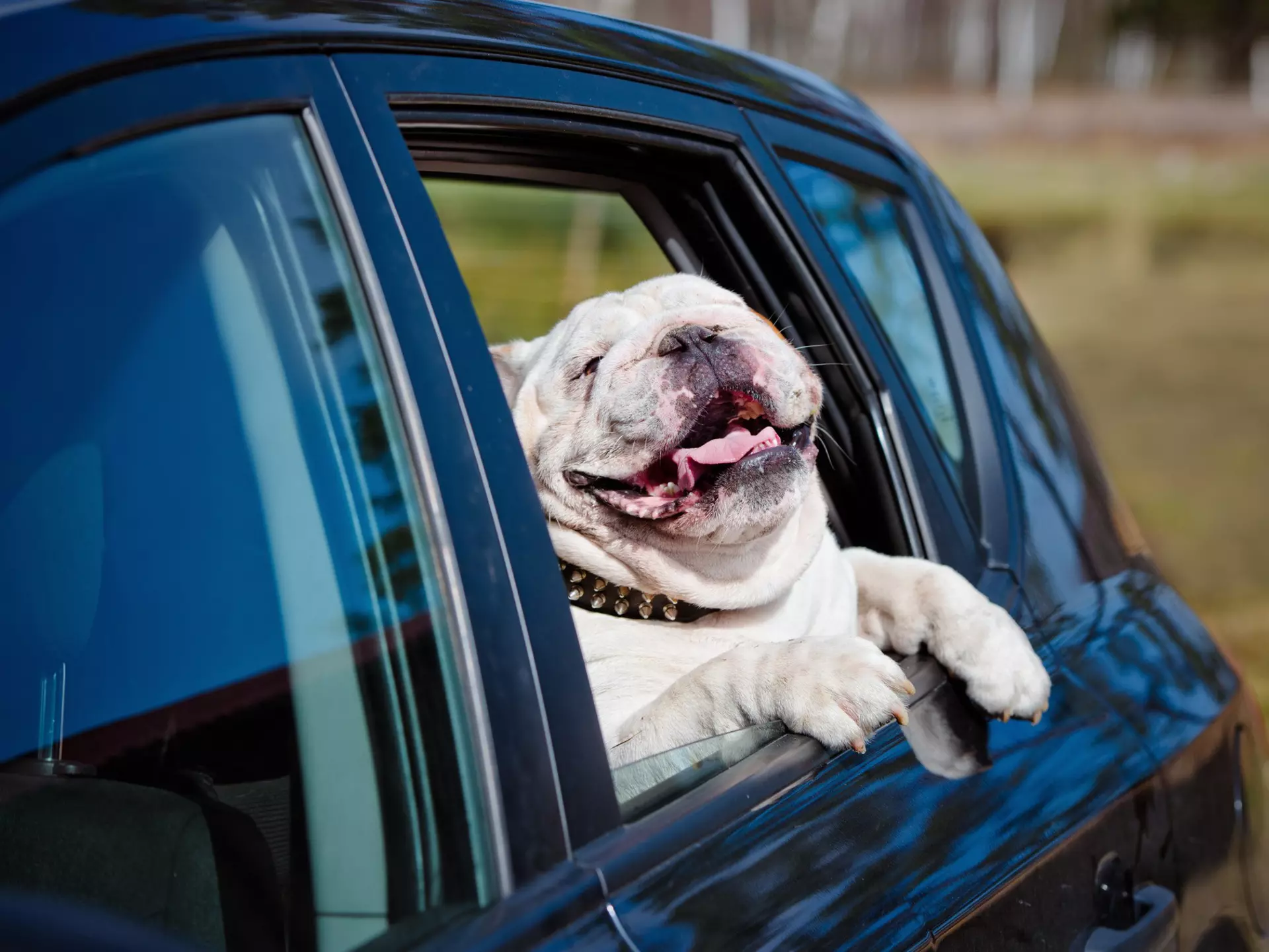 Happy bulldog in a car.
adorable, animal, auto, blue, bulldog, car, collar, companion, cute, dog, drive, english, expression, fun, funny, happy, head, holiday, hound, journey, looking, paws, pet, portrait, ride, road, sitting, summer, through, tongue, transportation, travel, trip, vacation, vehicle, white, window