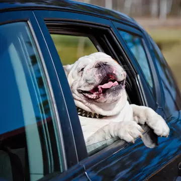 Happy bulldog in a car.
adorable, animal, auto, blue, bulldog, car, collar, companion, cute, dog, drive, english, expression, fun, funny, happy, head, holiday, hound, journey, looking, paws, pet, portrait, ride, road, sitting, summer, through, tongue, transportation, travel, trip, vacation, vehicle, white, window