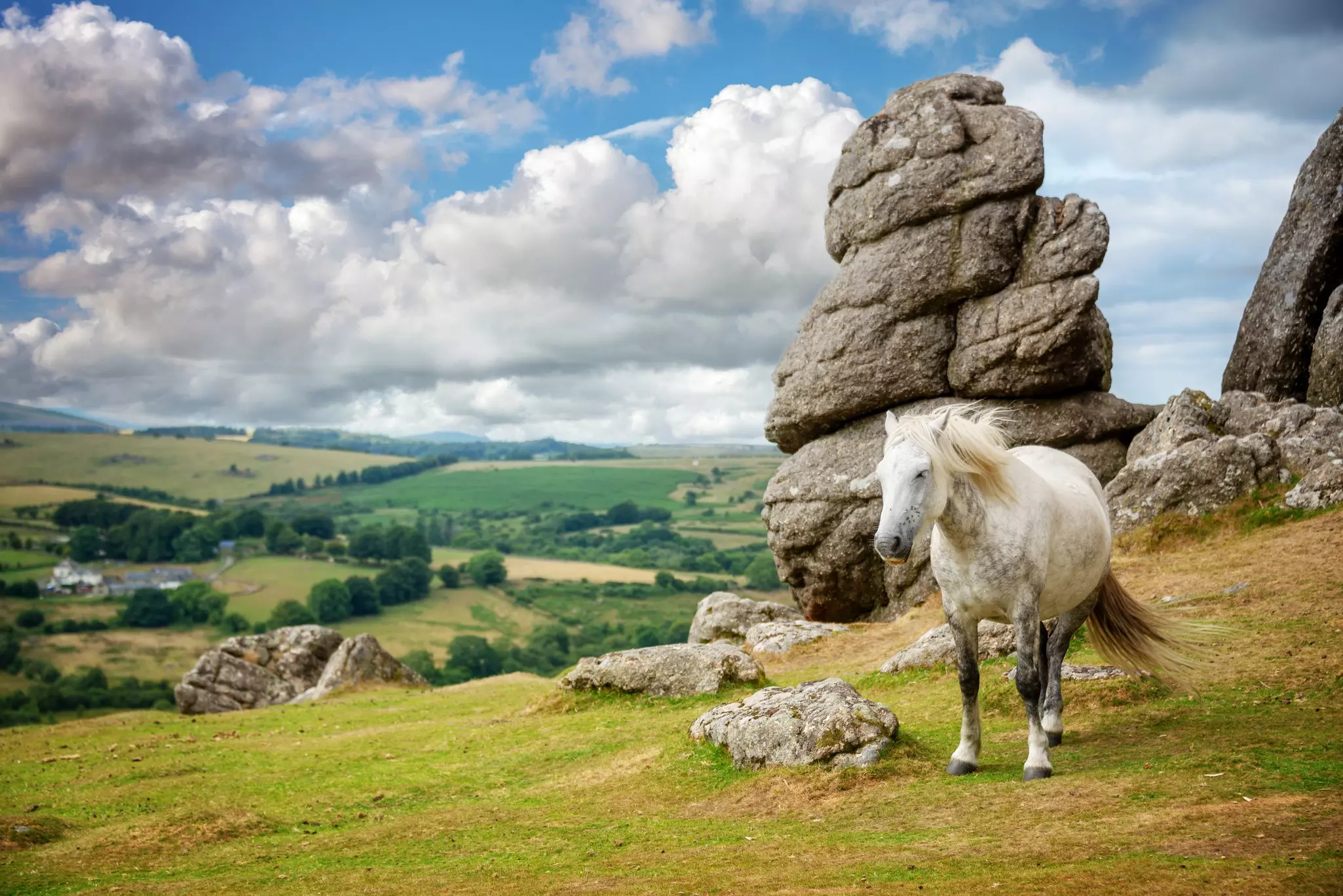 Dartmoor Pony near Saddle Tor, Dartmoor, Devon, UK