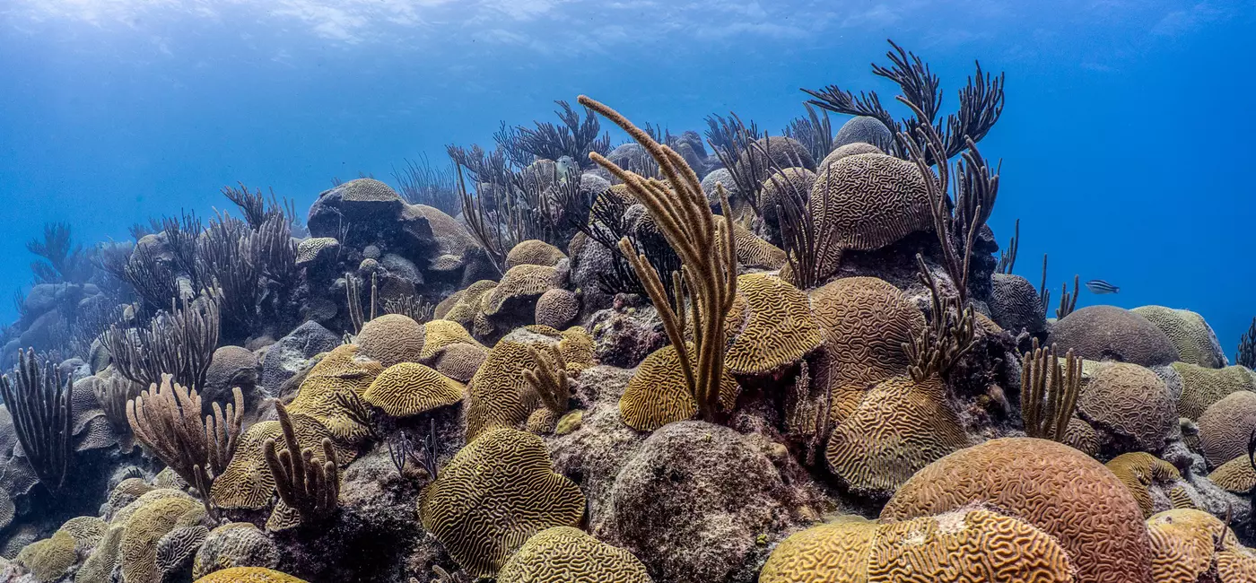 A coral reef underwater.