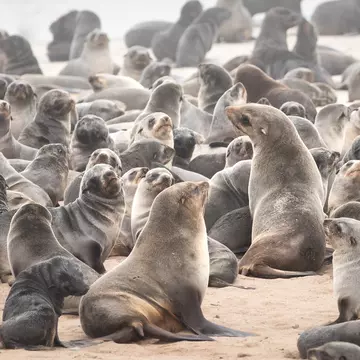 Cape fur seal colony on the Skeleton coast in South Atlantic ocean. Cape Cross Seal Colony, Namibia.