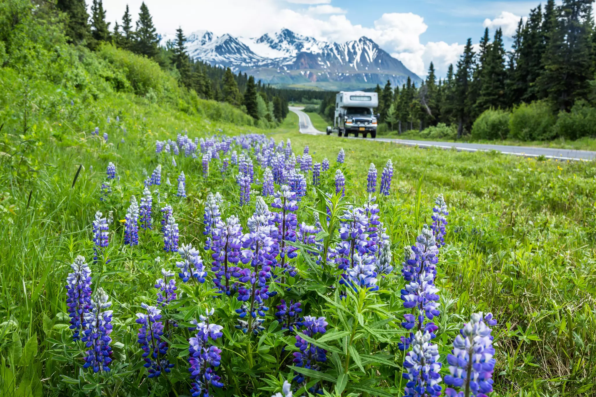 Purple flowers bloom by the side of a blacktop road with an RV; snowcapped mountains are in the distance.