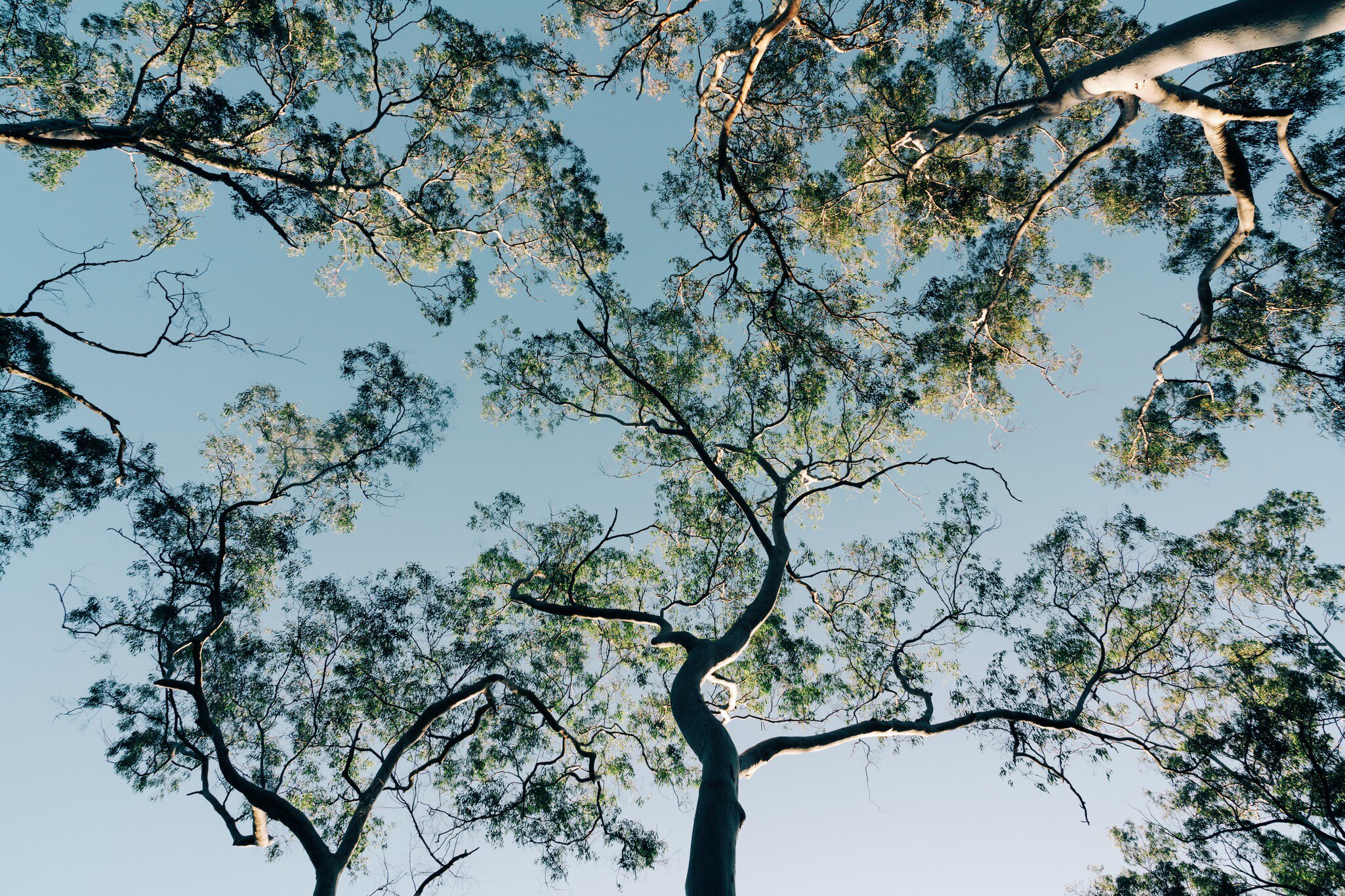 Autumnal view at Mount Coot-tha in Brisbane, Australia.