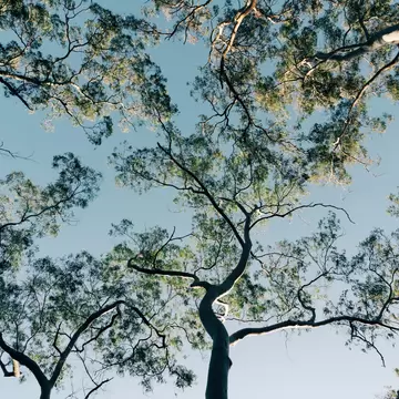 Autumnal view at Mount Coot-tha in Brisbane, Australia.