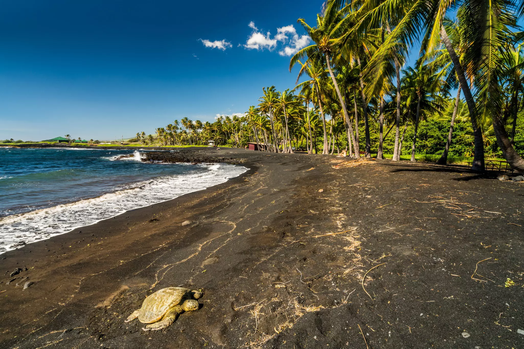 A green sea turtle dries basking in the sun on a black sand beach that is bordered by palm trees on a sunny day.