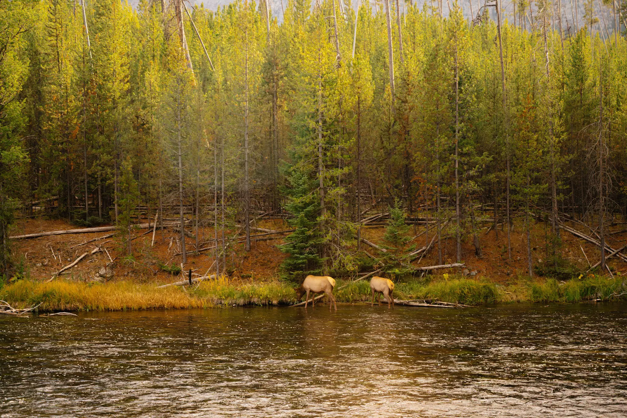 Elk in the Yellowstone River at sunset. Yellowstone National Park, Wyoming. September 2025.