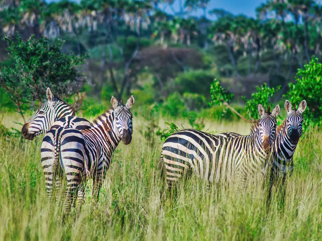 Herd of Zebra grazing in the warm afternoon in Meru National Park; Shutterstock ID 1704949492;