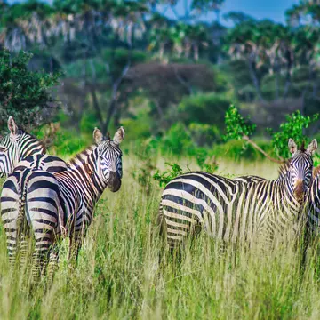 Herd of Zebra grazing in the warm afternoon in Meru National Park; Shutterstock ID 1704949492;
