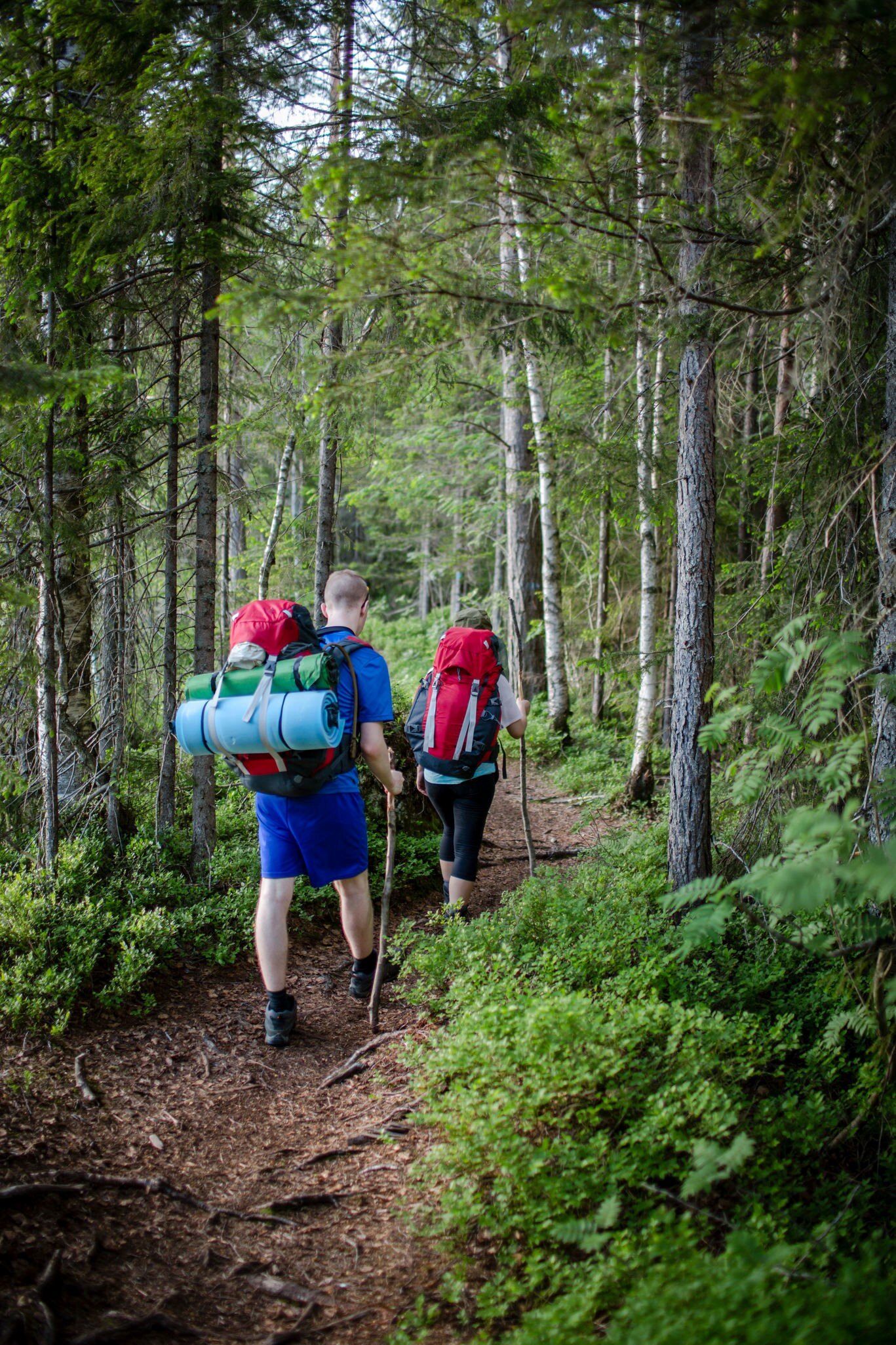 Two hikers walking on a narrow path in Nordmarka, using walking sticks