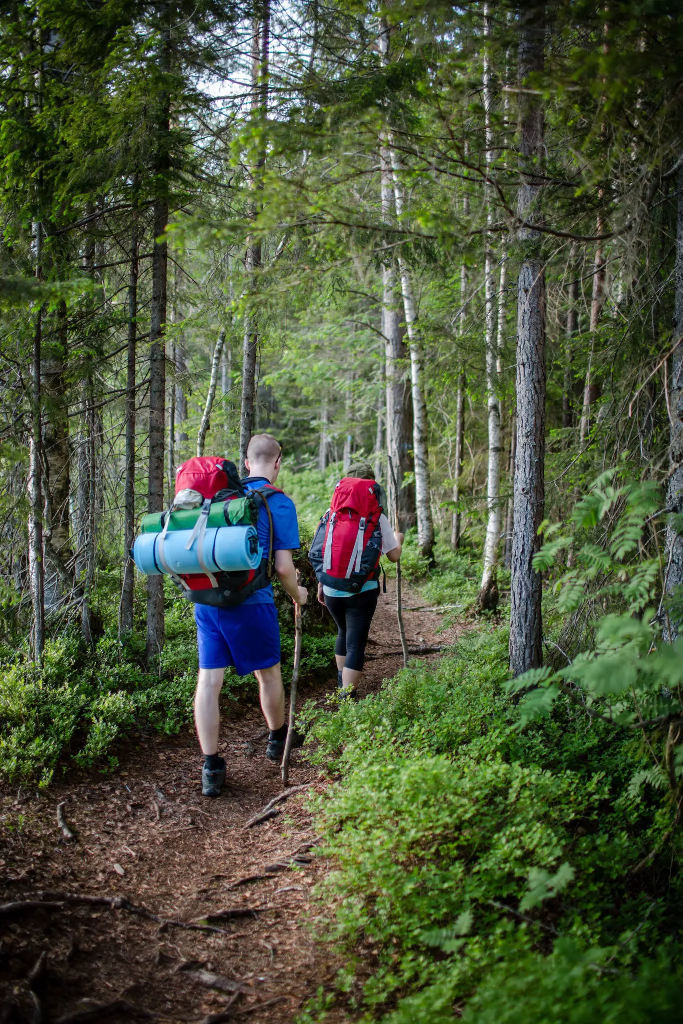 Two hikers walking on a narrow path in Nordmarka, using walking sticks